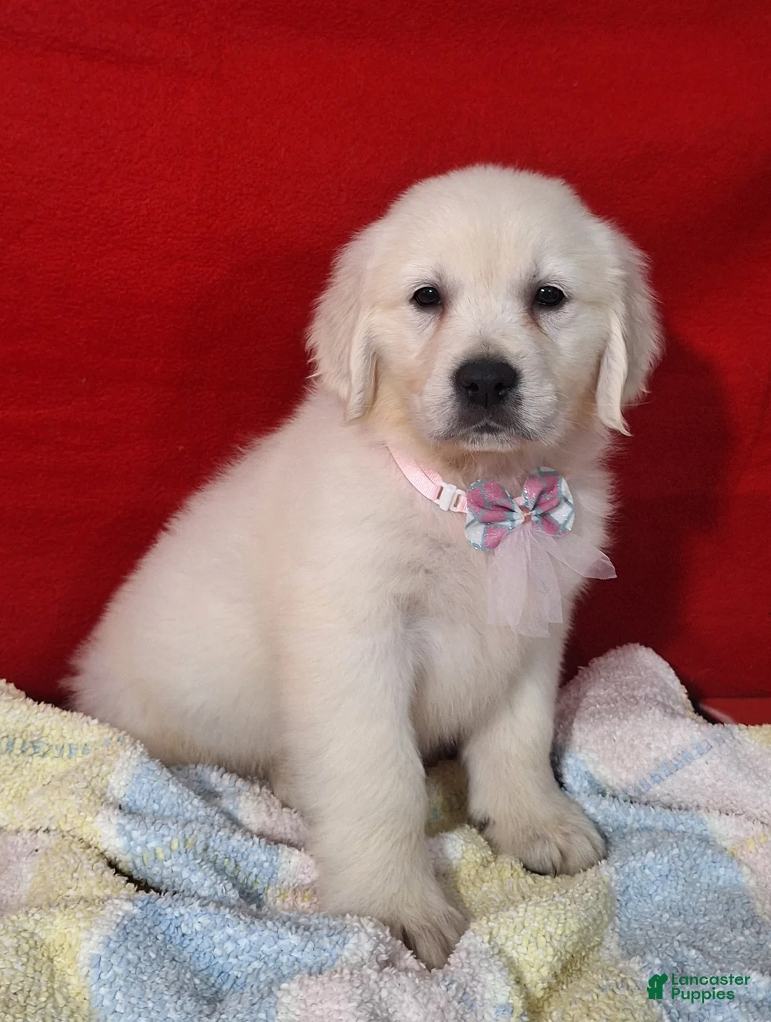 Golden Retriever dogs for sale: Bethany - Ad 3
