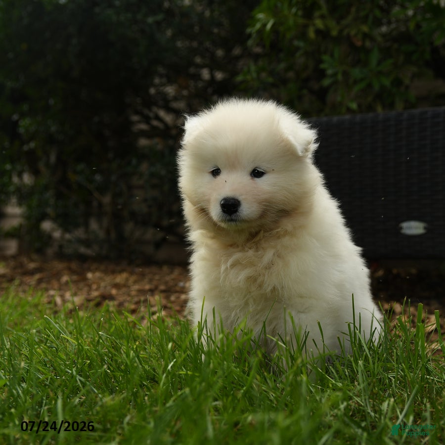 Samoyed dogs Krista - Ad 1