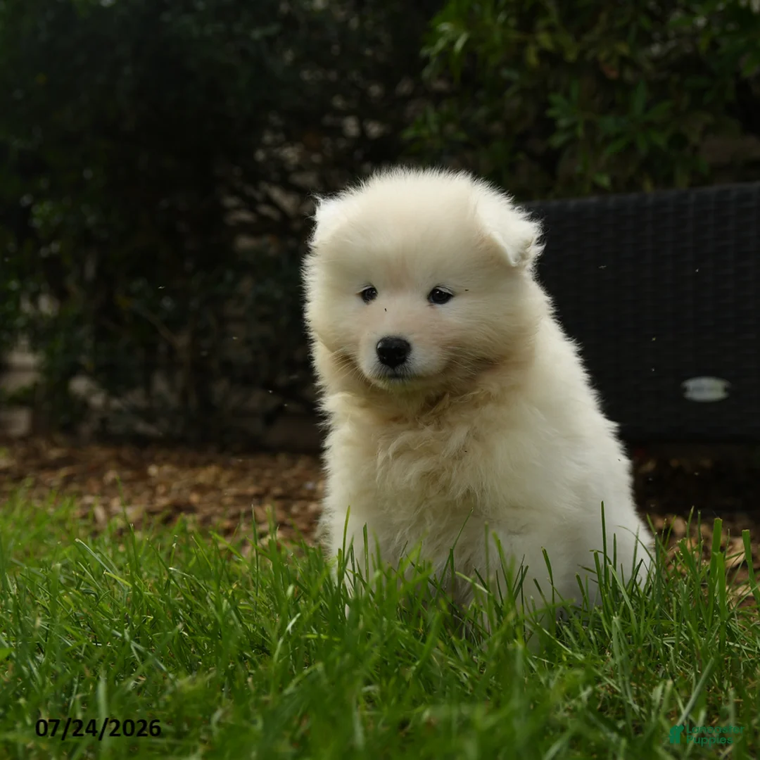 Samoyed dogs for sale: Krista - Ad 1