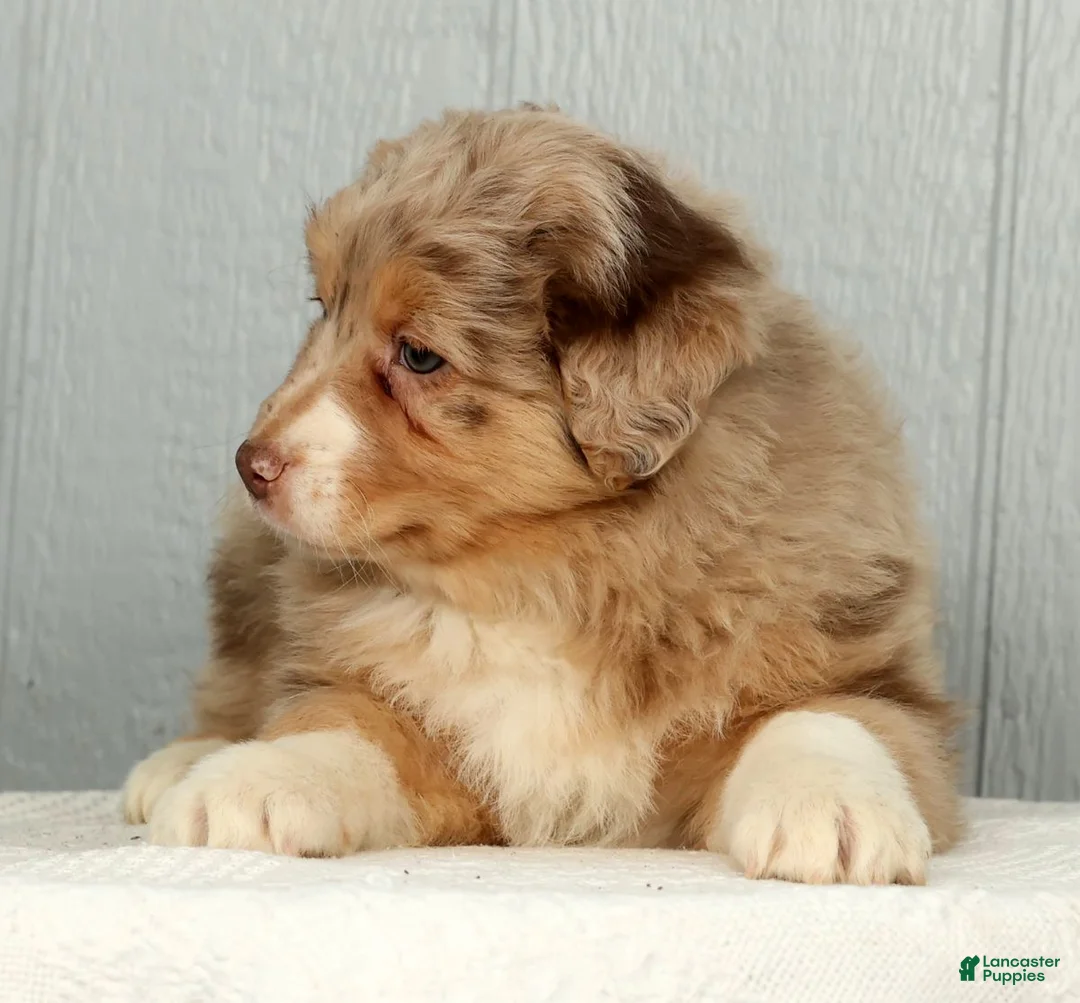 Australian Shepherd dogs for sale: Fern - Ad 4