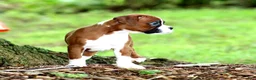 Boxer dogs for sale: Emerson  - Ad 4