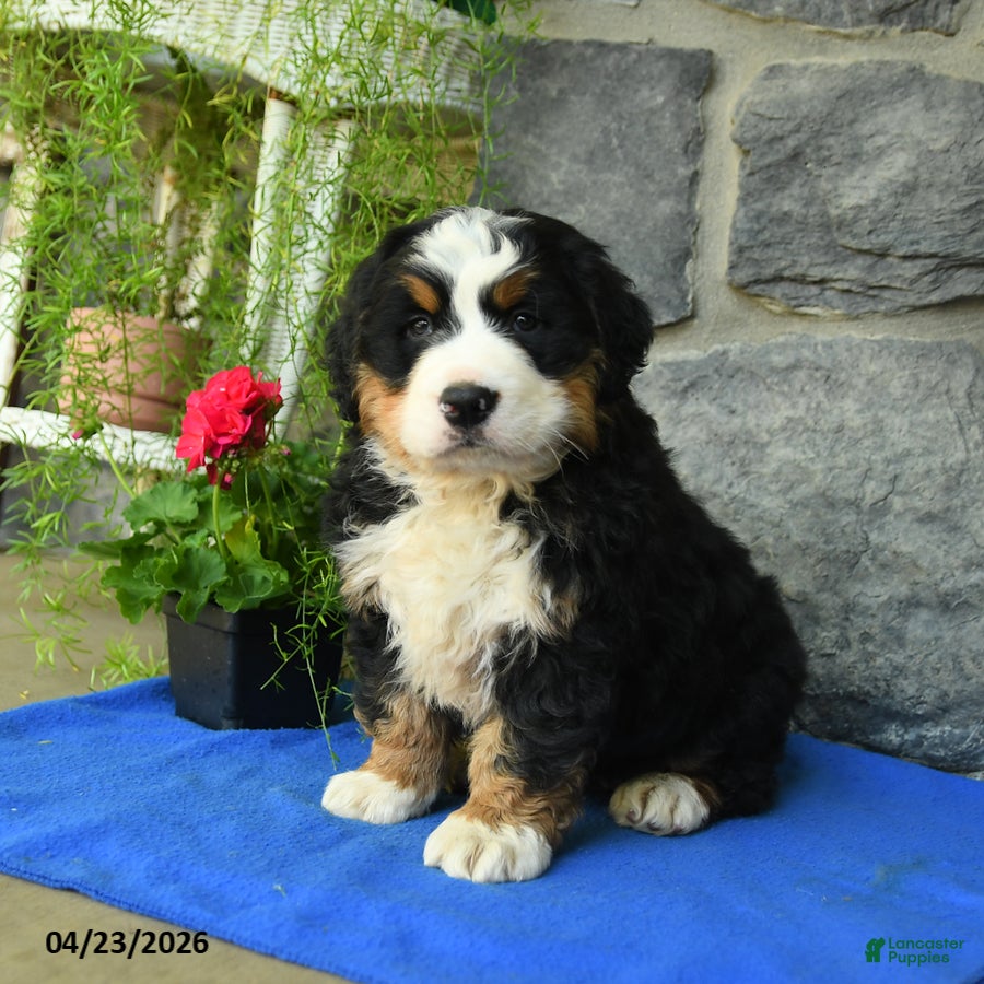 Bernese Mountain Dog dogs for sale: Fern - Ad 1