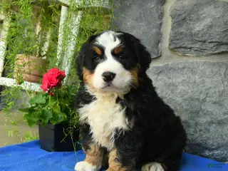 Bernese Mountain Dog dogs for sale: Fern - Ad 1