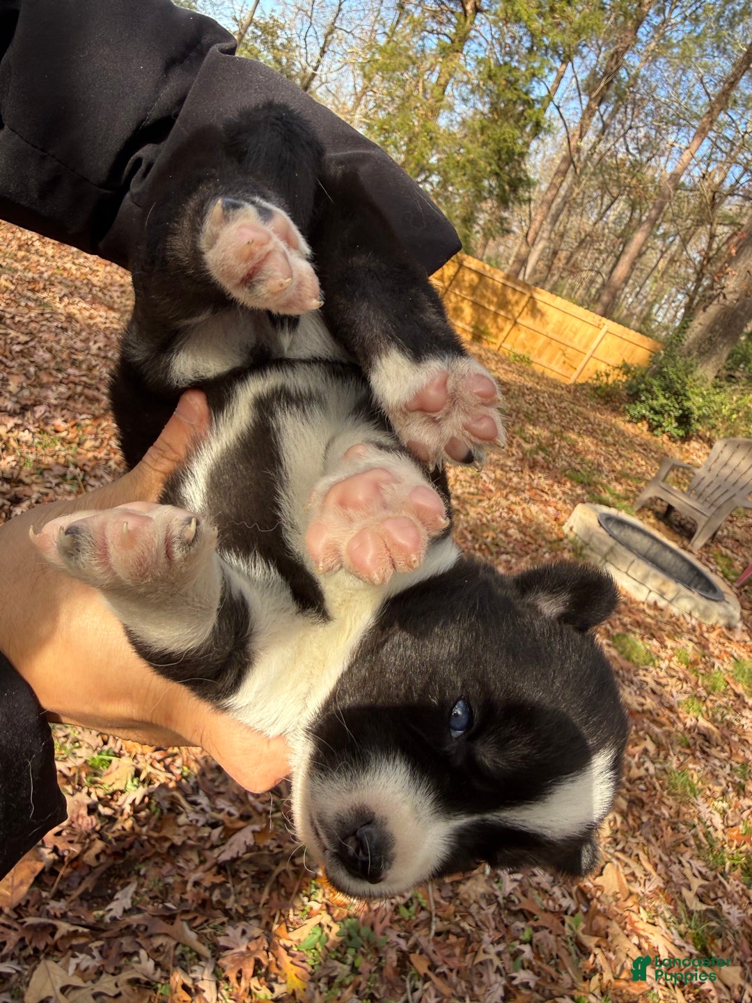 Siberian Husky dogs for sale: Excalibur - Ad 6