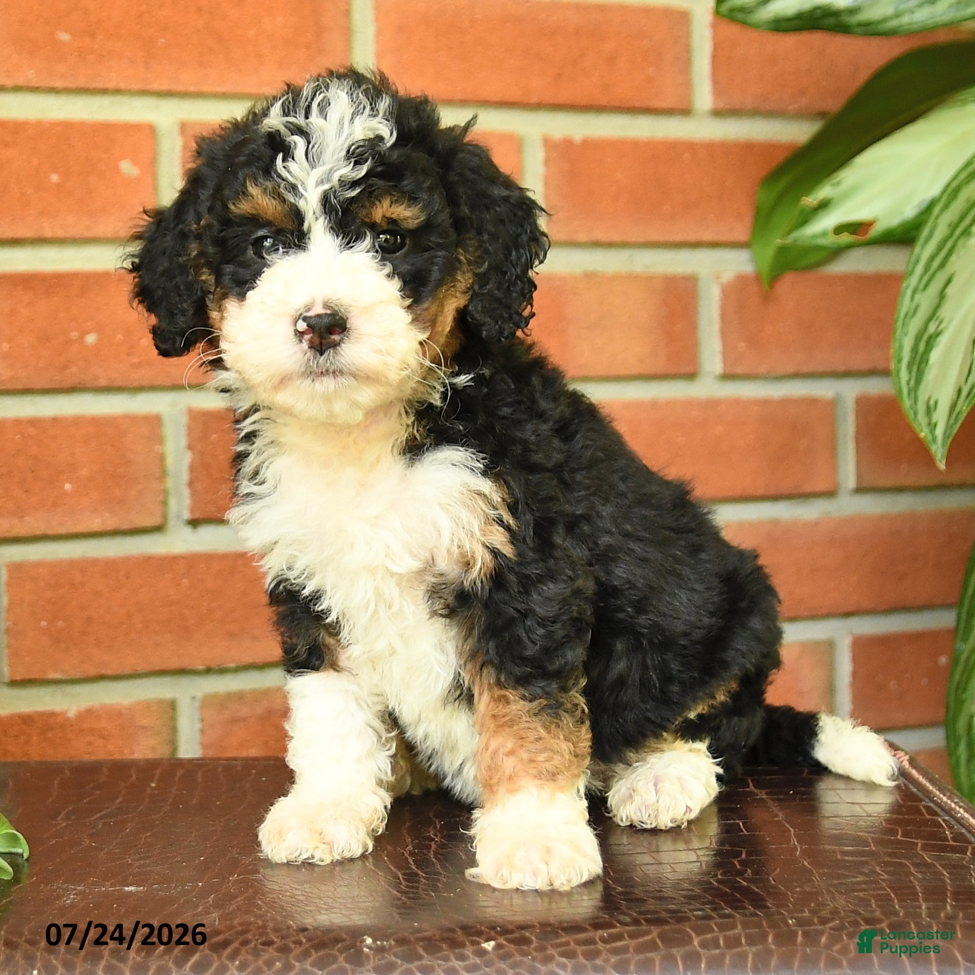 Bernedoodle dogs Jenifer - Ad 2