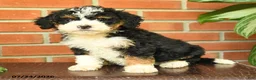 Bernedoodle dogs for sale: Jenifer - Ad 2