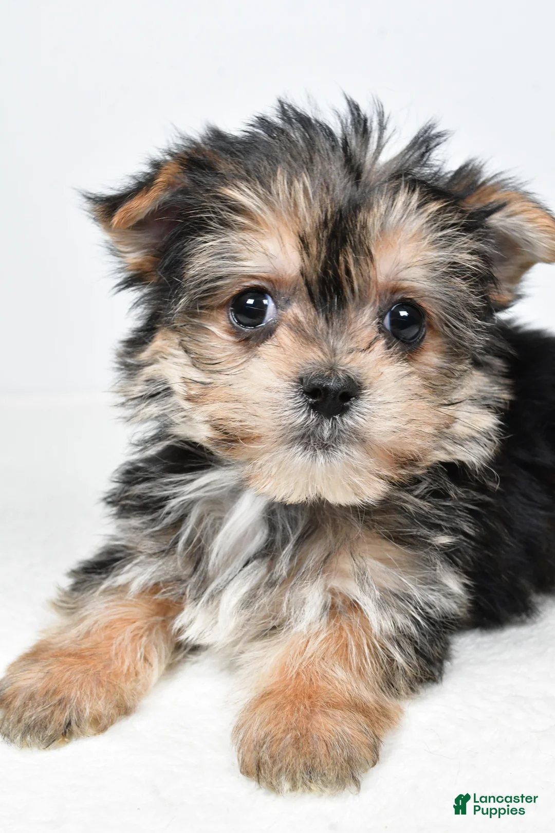 Morkie dogs for sale: Reba - Ad 5