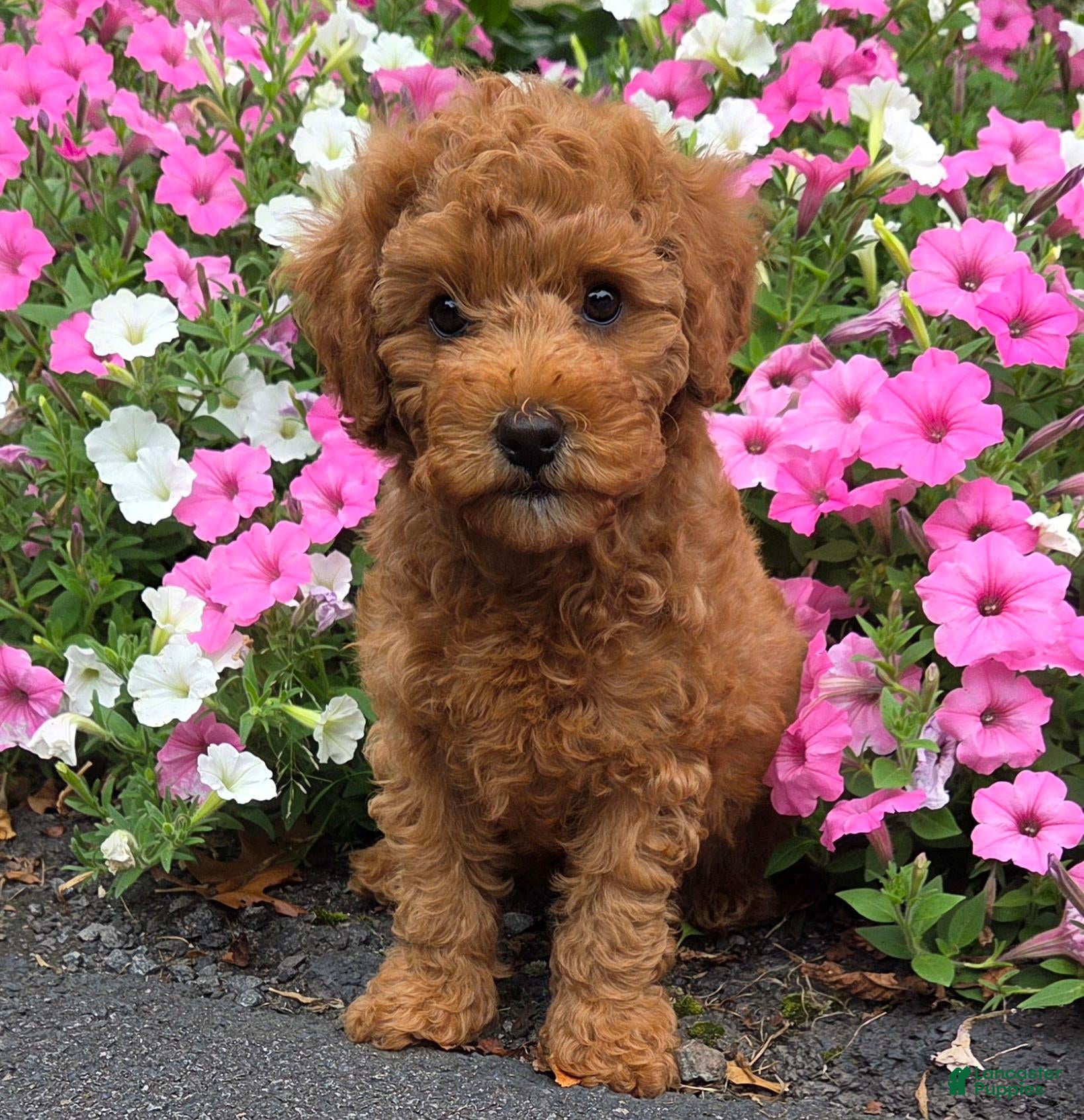 Cavapoo dogs Tulip - Ad 1
