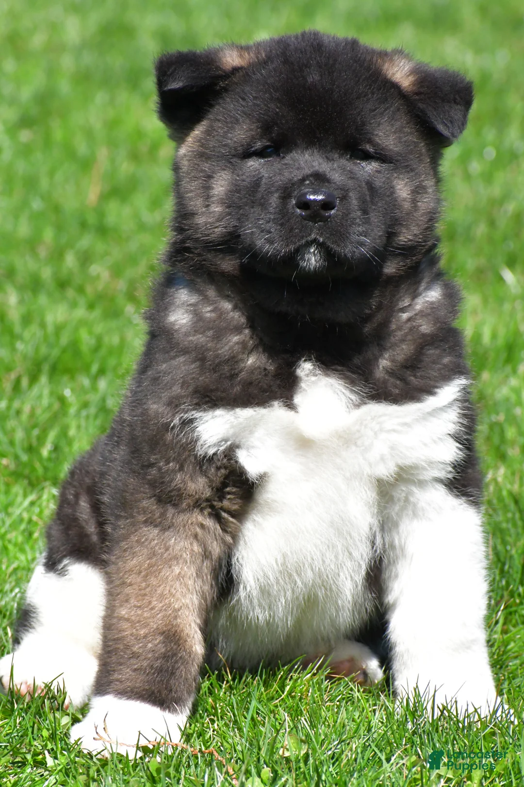 Akita dogs for sale: Bruiser - Ad 1