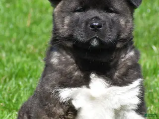 Akita dogs for sale: Bruiser - Ad 2