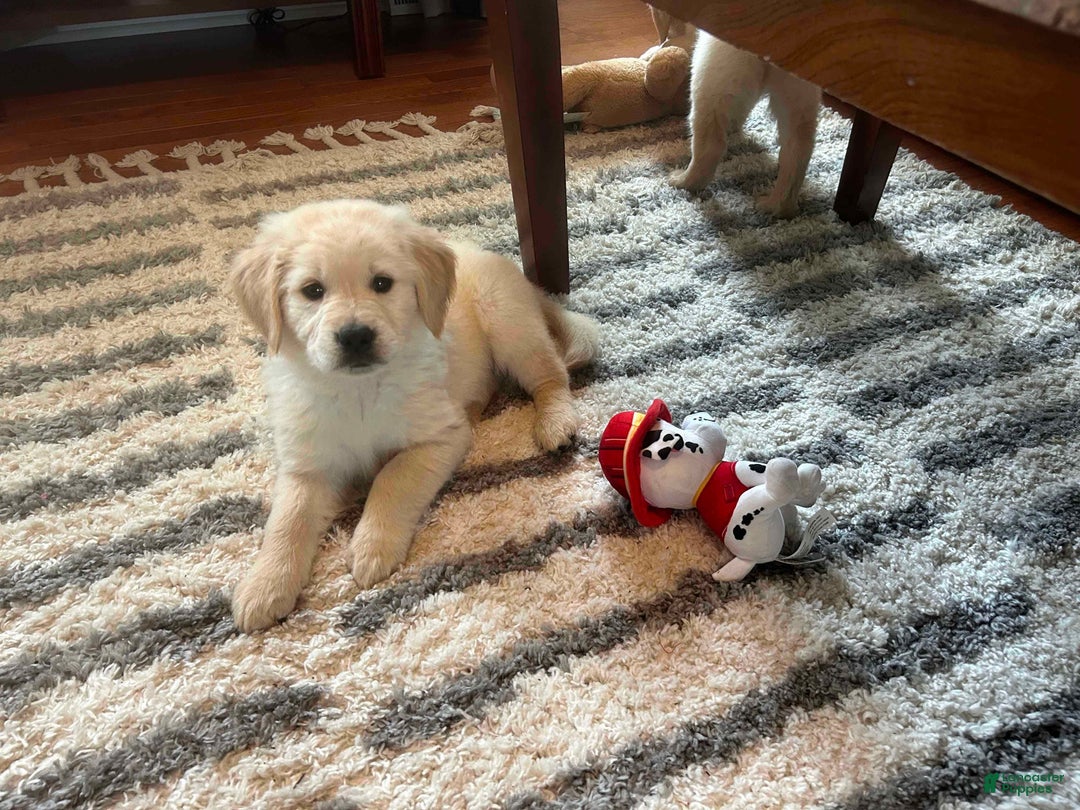 Golden Retriever dogs for sale: Rex - Ad 2