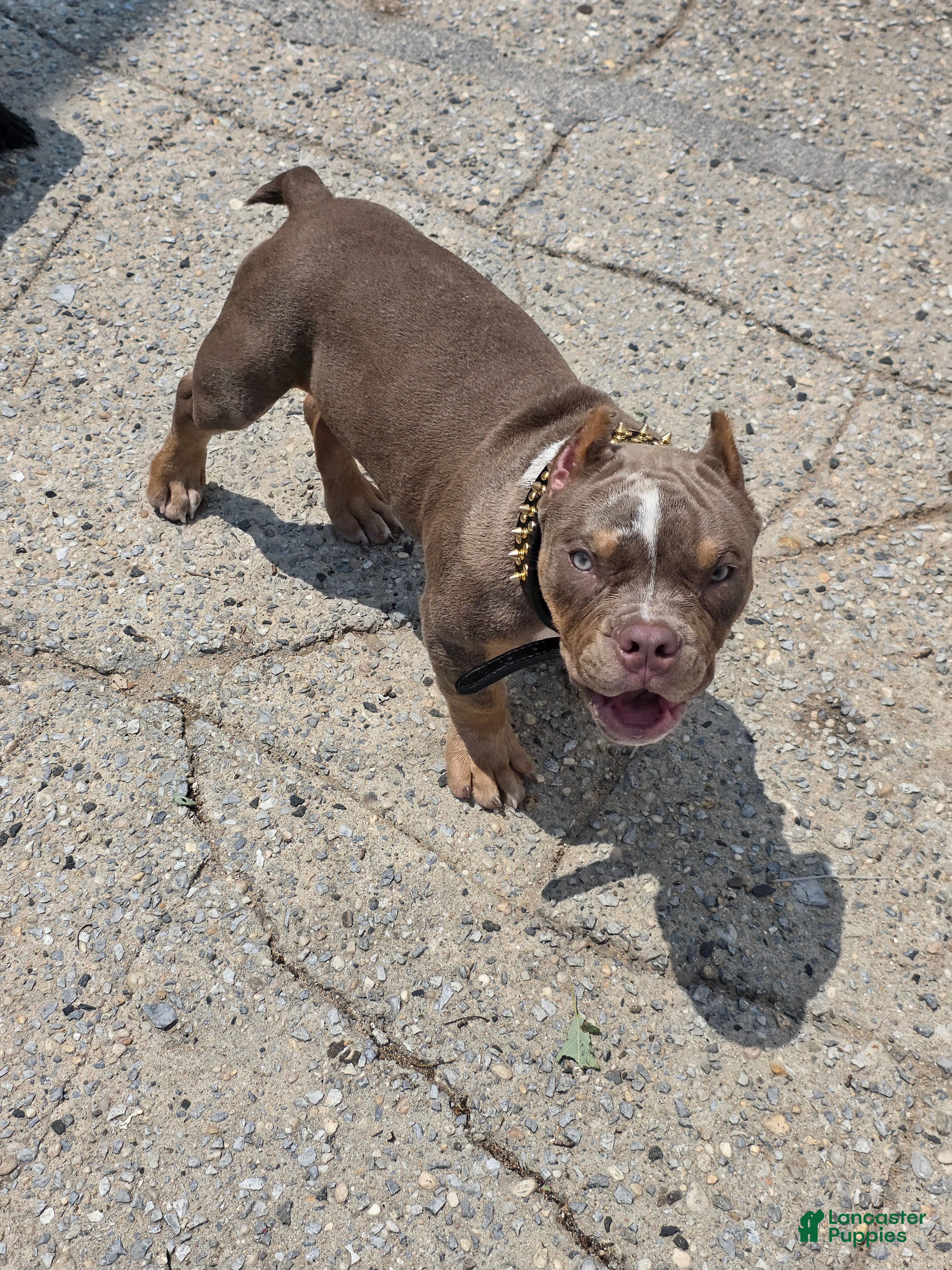American Bully dogs for sale: American Bully - Ad 10