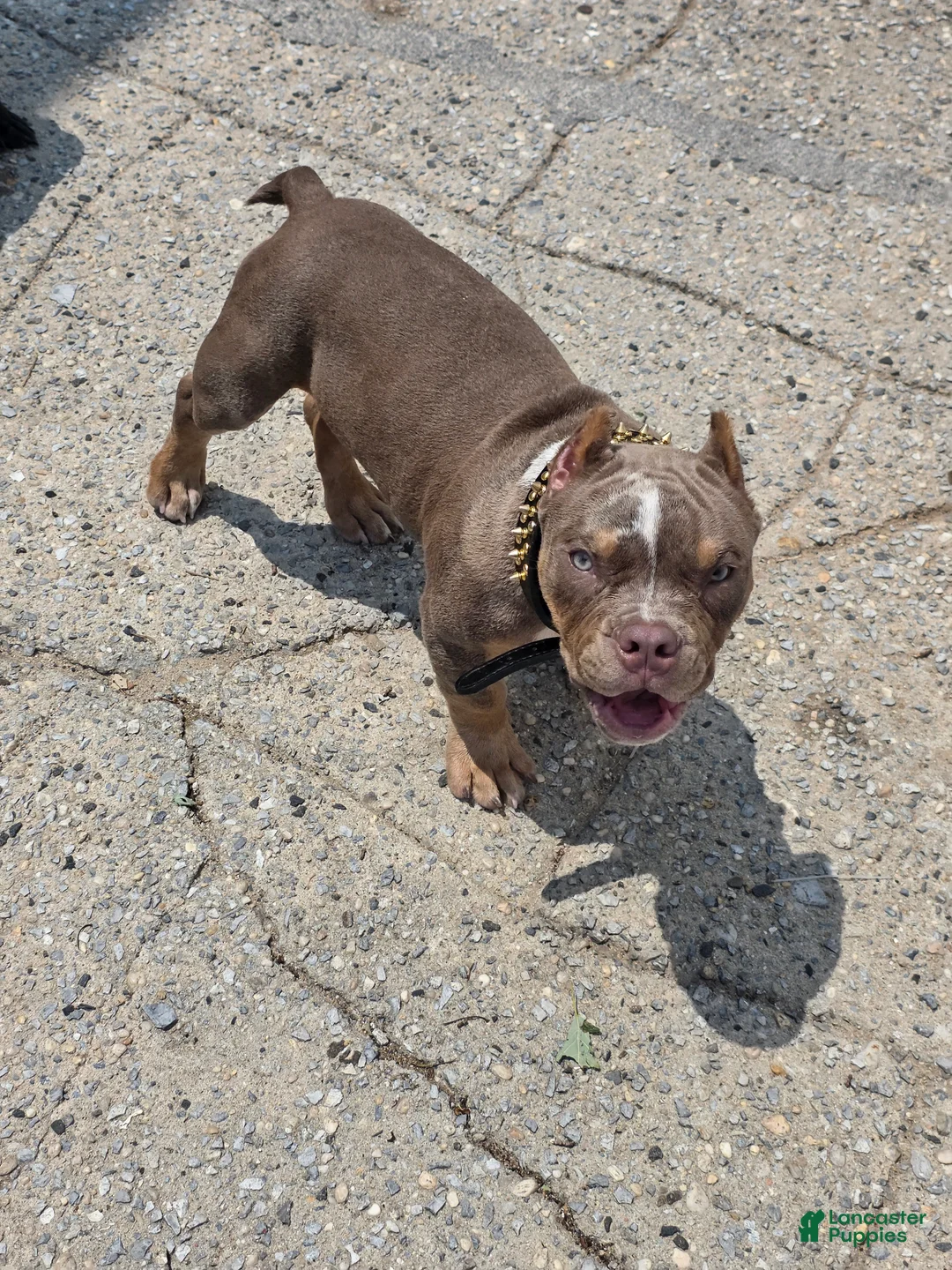 American Bully dogs for sale: American Bully - Ad 1