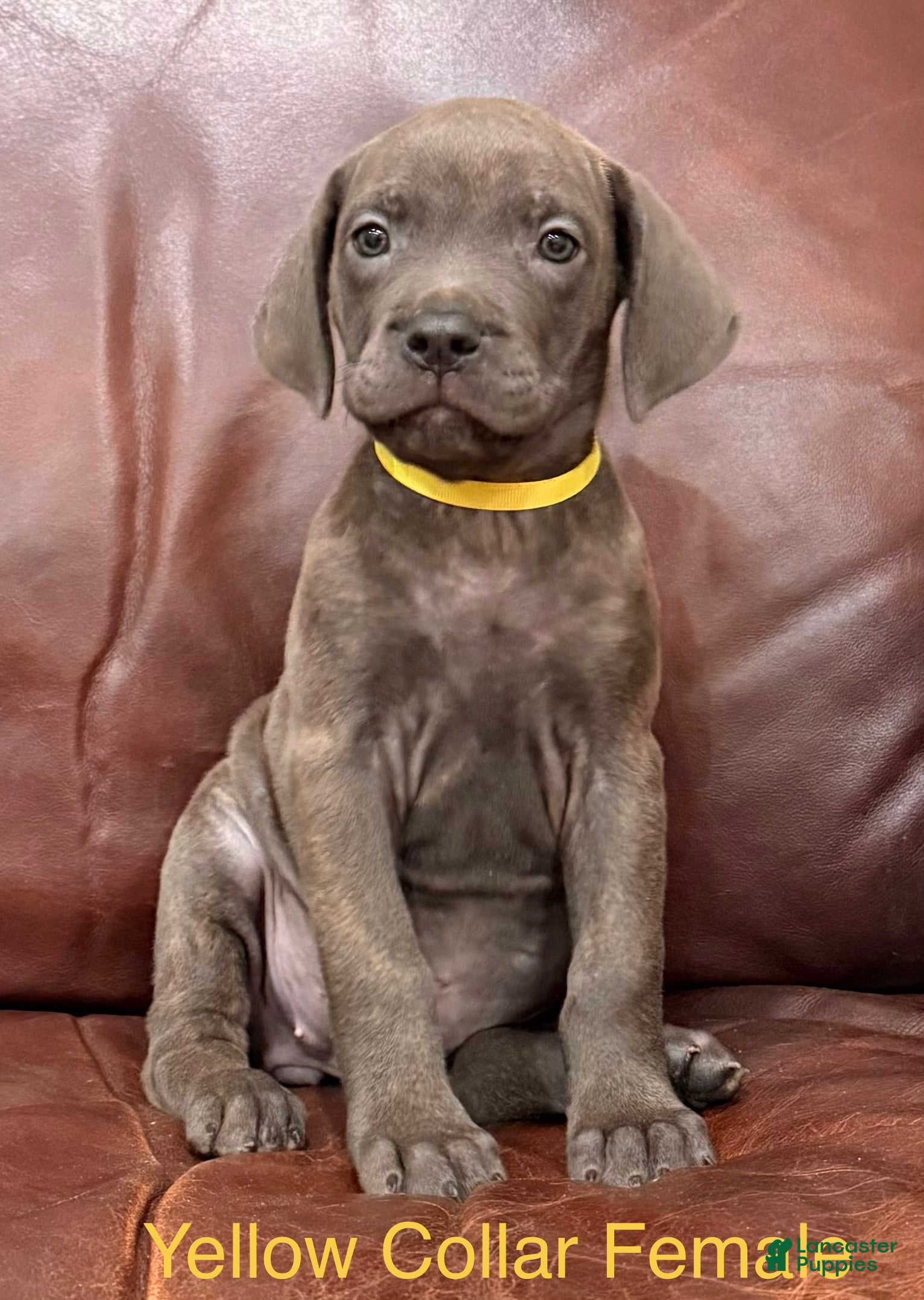 Cane Corso dogs Cane Corso F Puppy Yellow Collar - Ad 2