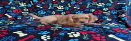 Cavapoo dogs for sale: Ruger - Ad 4