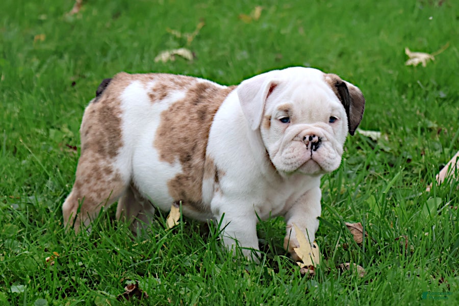 English Bulldog dogs for sale: Maestro - Ad 1