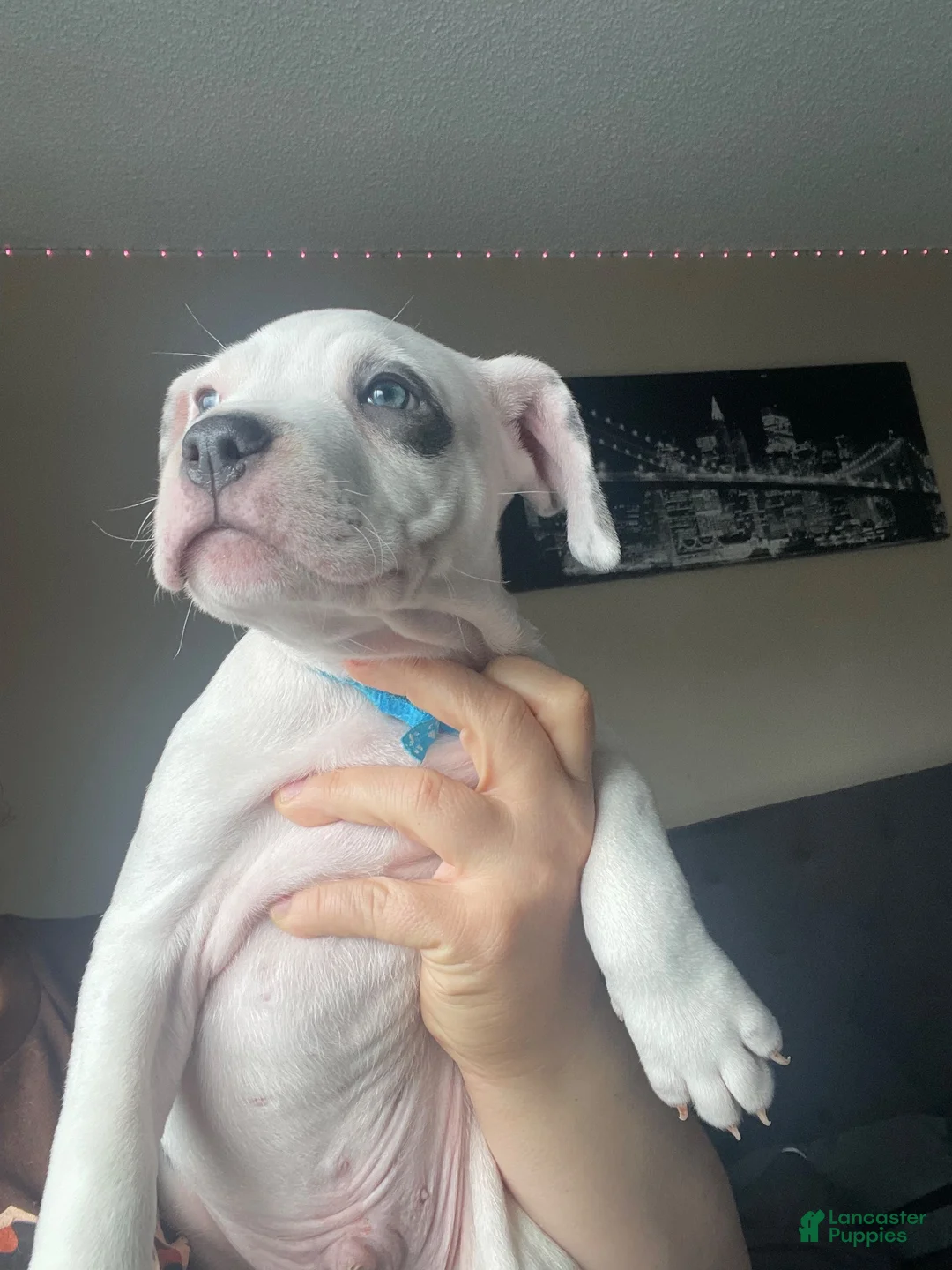 American Pit Bull Terrier dogs for sale: American Pit Bull Terrier 2 - Ad 4