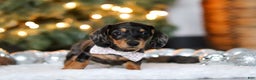 Miniature Dachshund dogs for sale: Macy - Ad 4