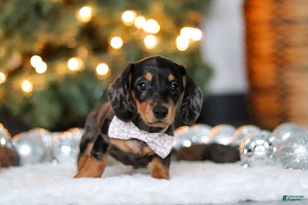 Miniature Dachshund dogs for sale: Macy - Ad 4