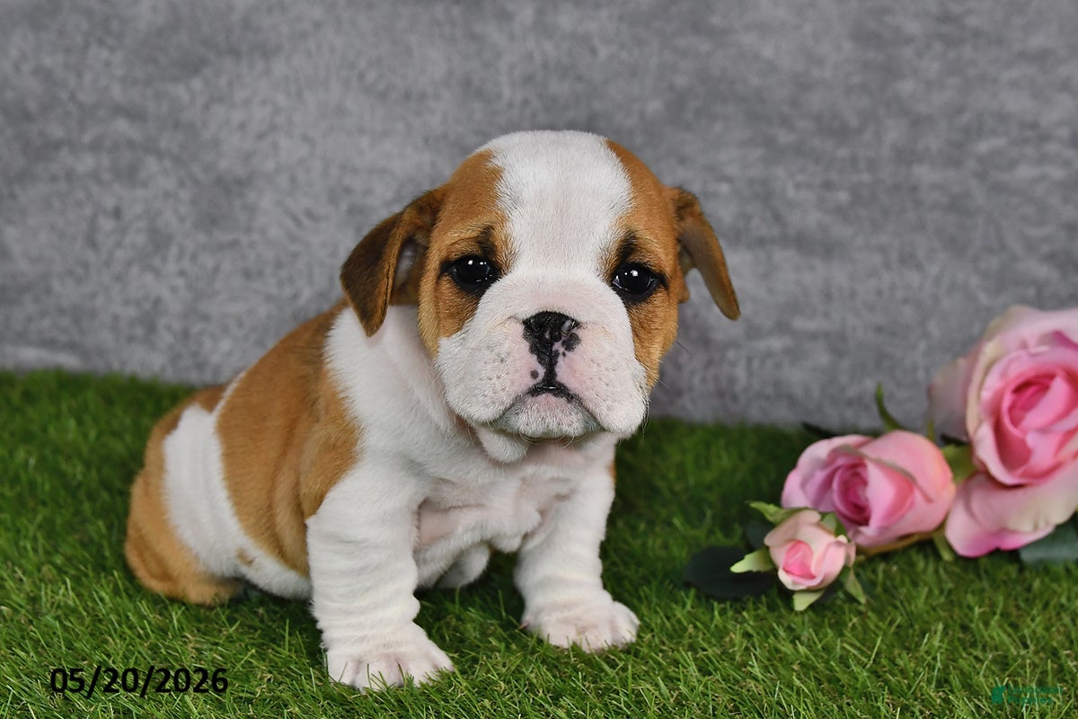 English Bulldog dogs Jesenia - Ad 1