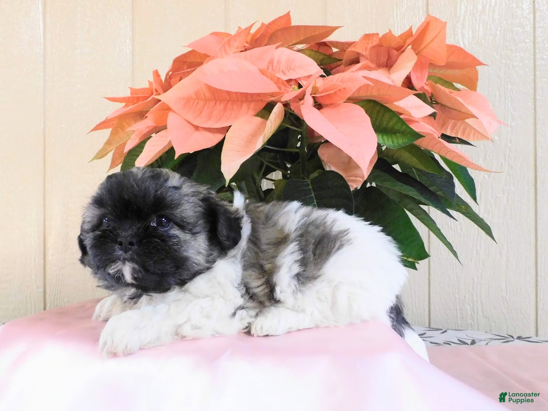 Teddy Bear dogs for sale: Oreo - Ad 4