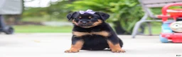 Rottweiler dogs for sale: Willow - Ad 3