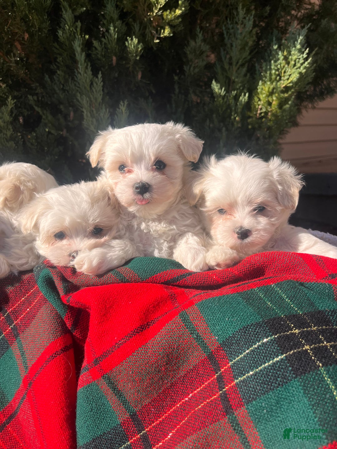 Maltese dogs for sale: Suger SPOT🎄❤️AKC Genetic Health Tested 🎄Call 717-464-4230 - Ad 2