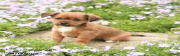 Mixed Breed dogs for sale: Darling - Ad 2