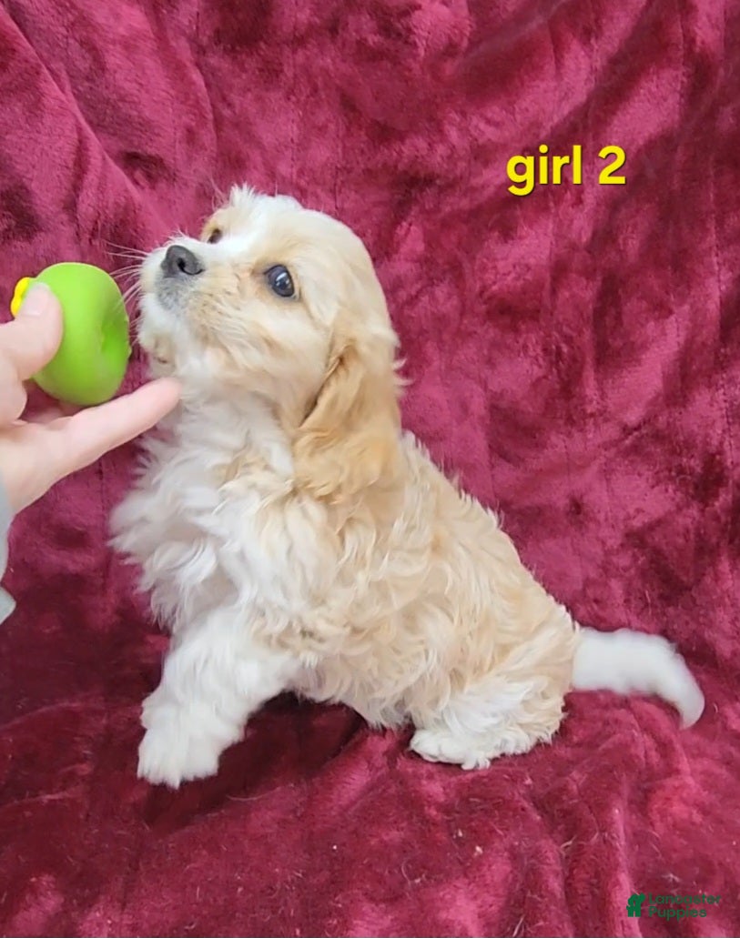 Cavapoo dogs for sale: Miniature Cavapoo girl 2 - Ad 4