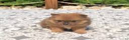 Pomeranian dogs for sale: Bear - Ad 4