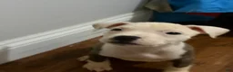 American Pit Bull Terrier dogs for sale: American Pit Bull Terrier 8 - Ad 4