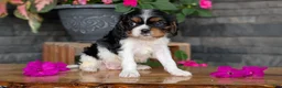 Cavalier King Charles Spaniel dogs for sale: Luna - Ad 9