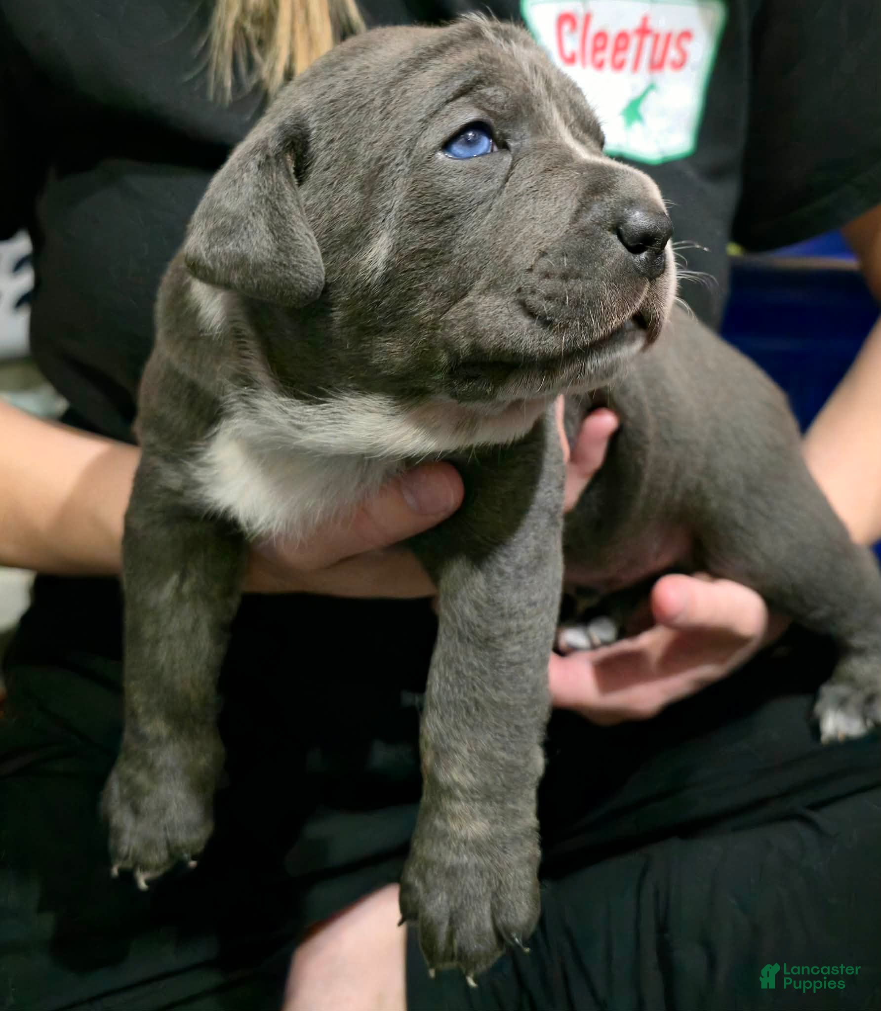 Cane Corso dogs Bandit - Ad 5