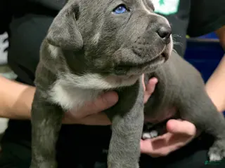 Cane Corso dogs Bandit - Ad 10