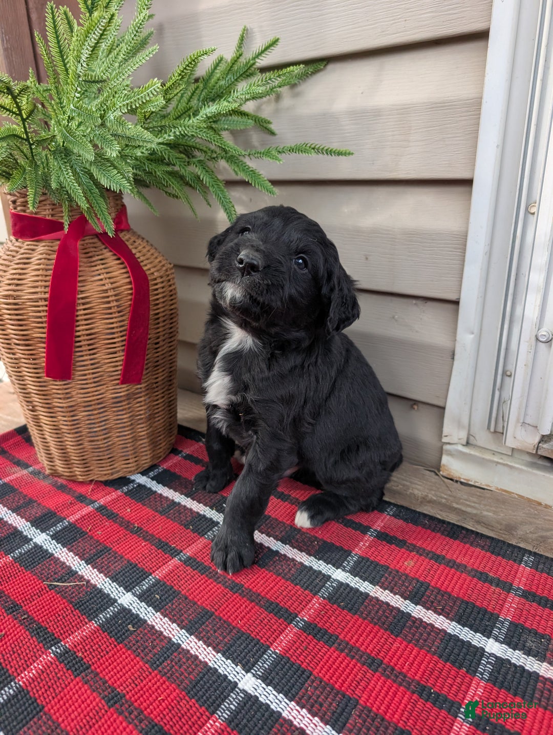 Mixed Breed dogs for sale: Micky  - Ad 1