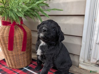 Mixed Breed dogs Micky - Ad 14