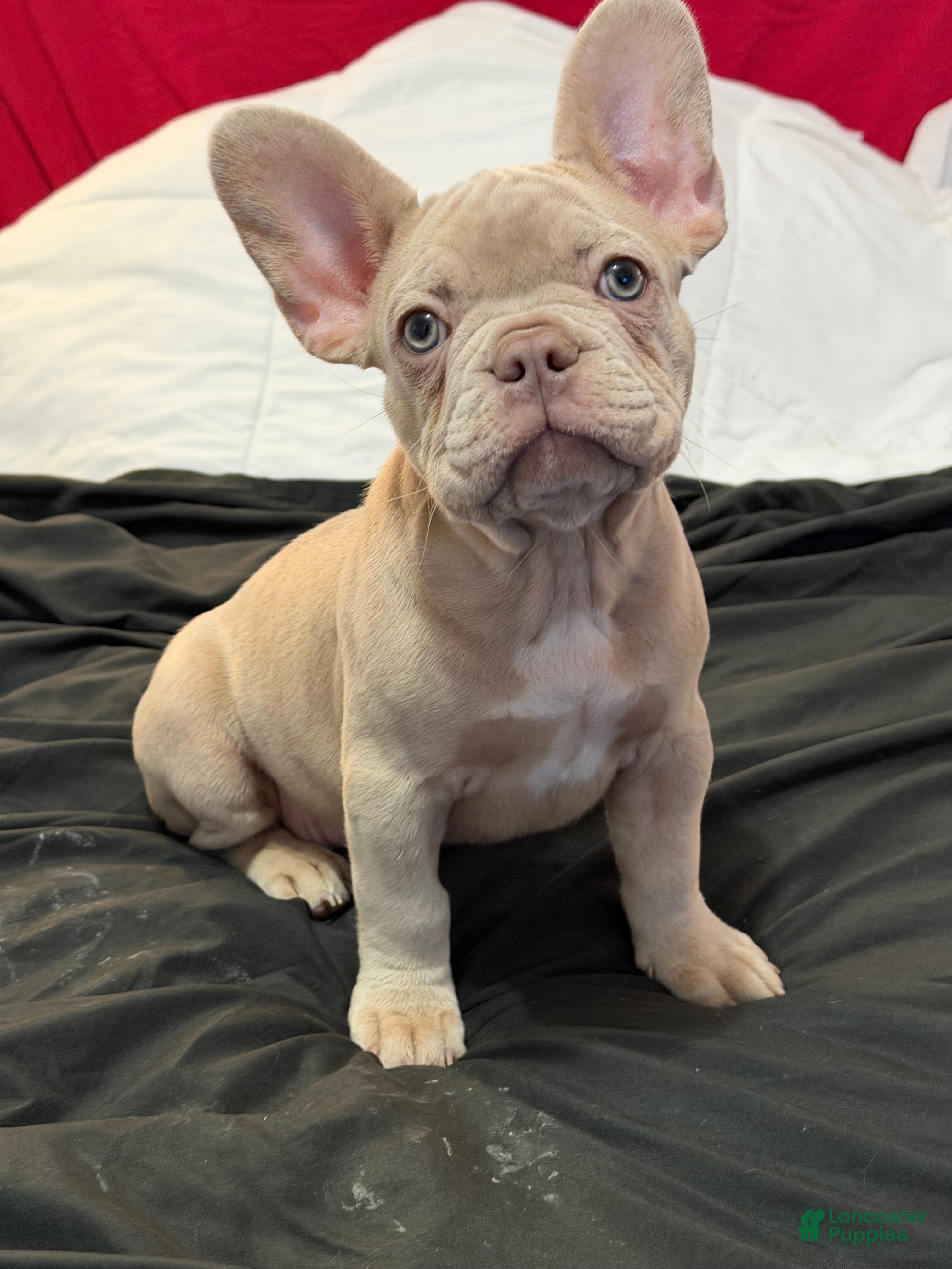 French Bulldog dogs French Bulldog Puppy 1 - Ad 1