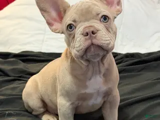French Bulldog dogs for sale: French Bulldog Puppy 1 - Ad 2