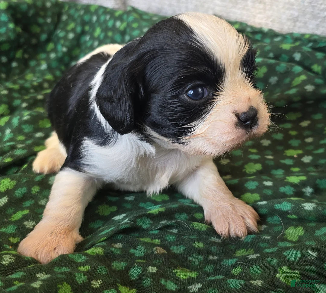 Cavalier King Charles Spaniel dogs for sale: Paul black/white - Ad 1