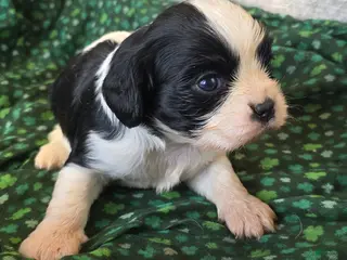 Cavalier King Charles Spaniel dogs Paul black/white - Ad 41