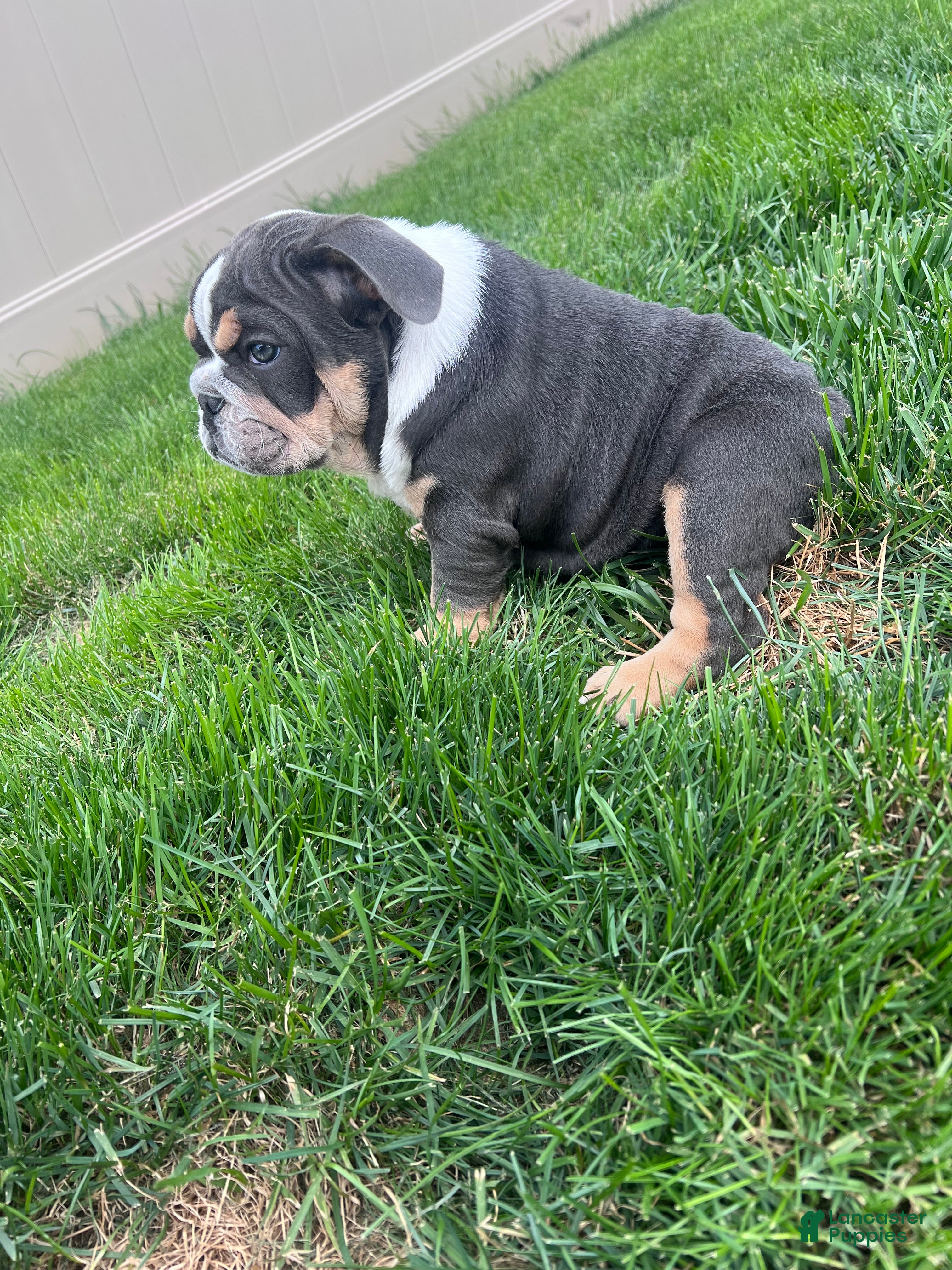 English Bulldog dogs Bluey - Ad 2