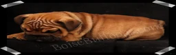 English Bulldog dogs for sale: Raven (F) - Ad 3
