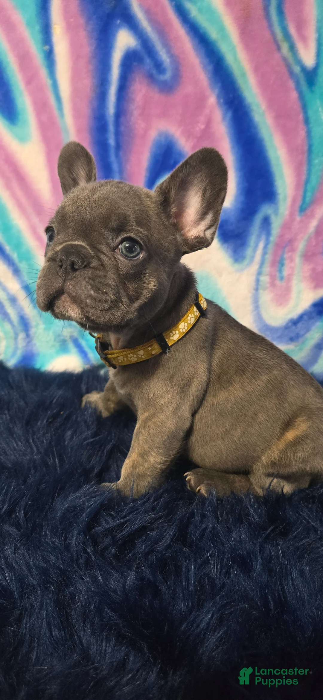 French Bulldog dogs for sale: Penny - Ad 1
