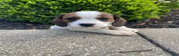 Mixed Breed dogs for sale: Jo - Ad 11