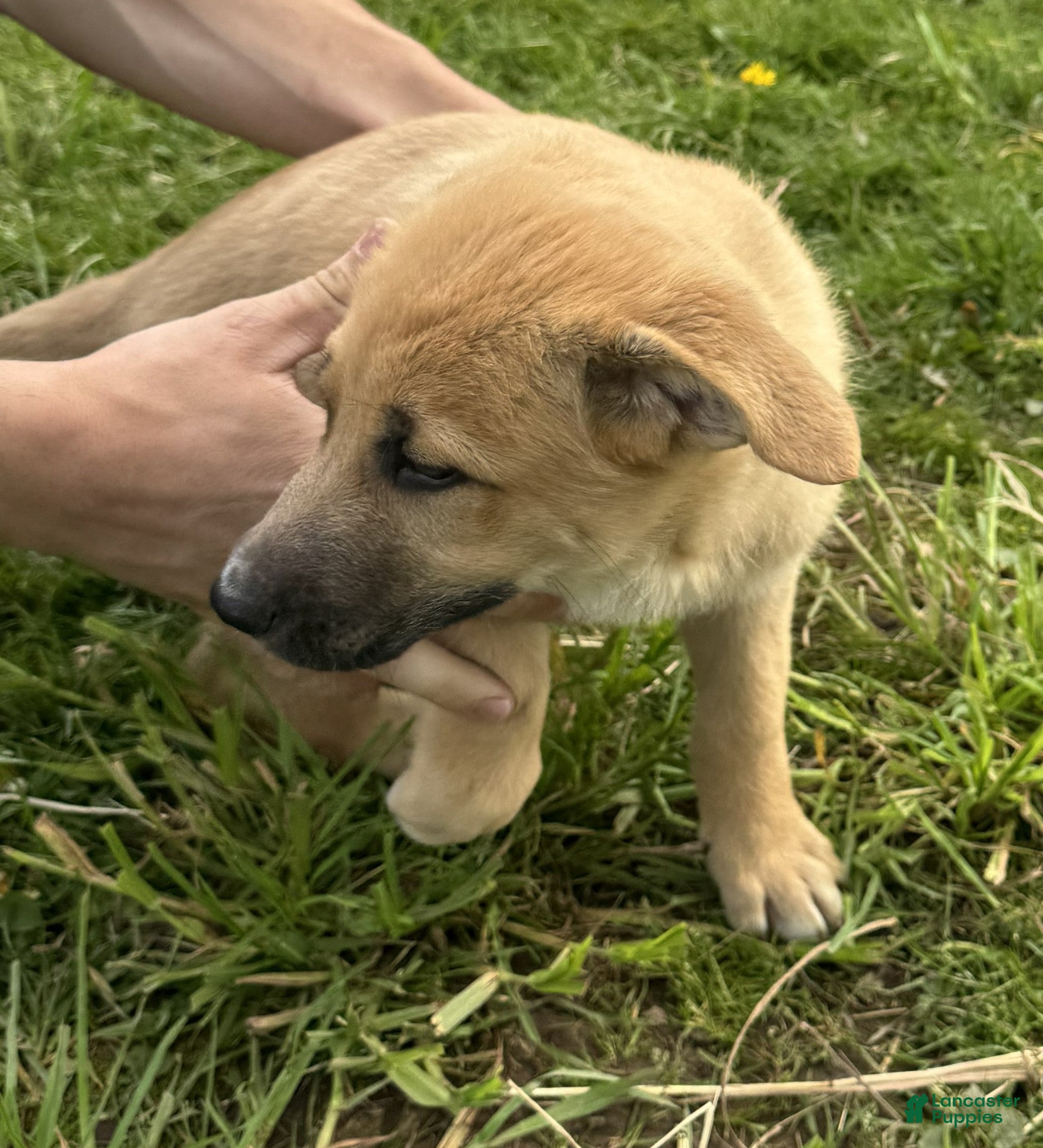 German Shepherd dogs German Shepherd Puppy 4 Cleo - Ad 6