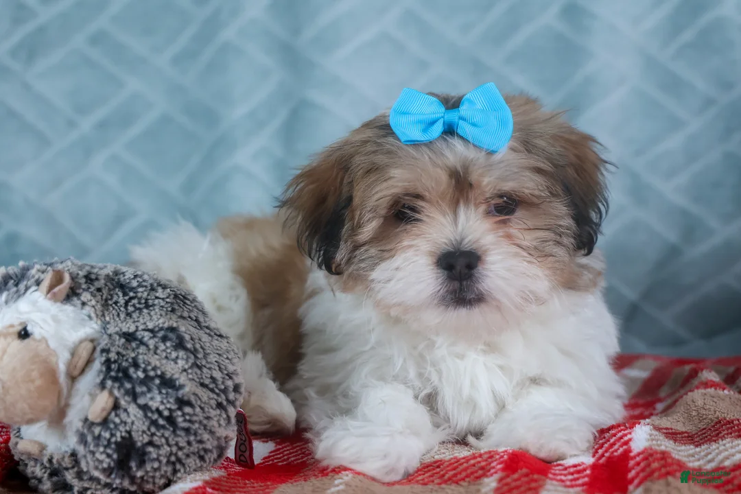 Teddy Bear dogs for sale: GIGI - Ad 10