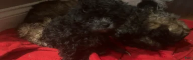 Shihpoo Puppy 4