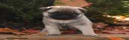 Pug dogs for sale: Gus - Ad 5
