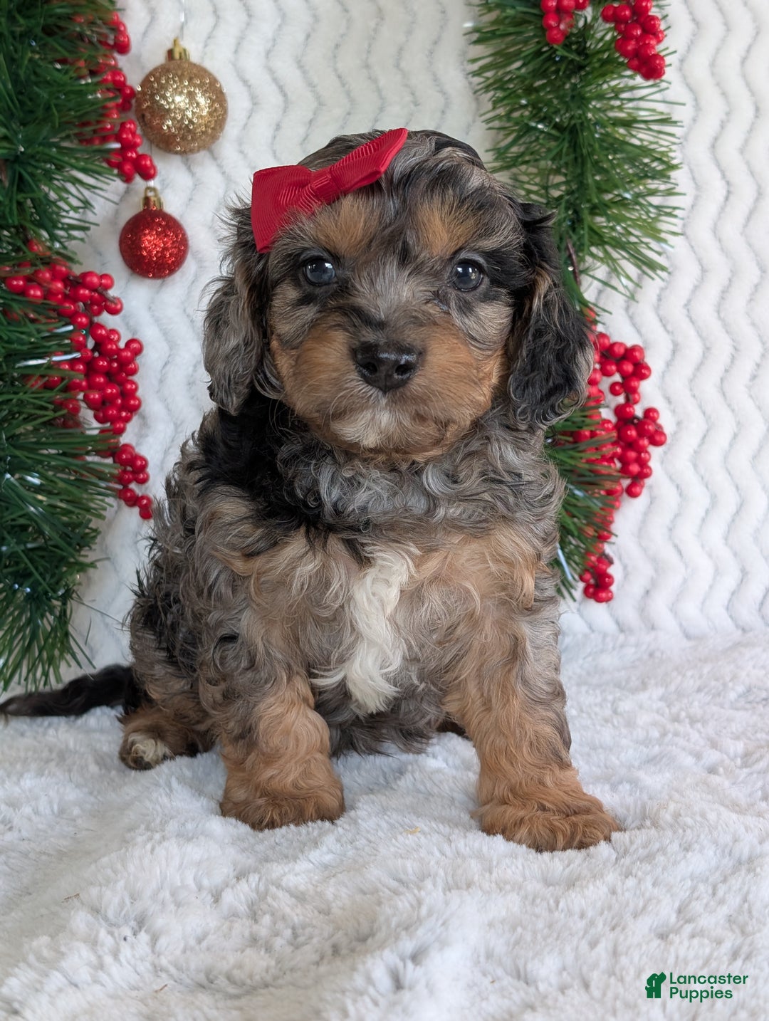 Cavapoo dogs for sale: Bluey - Ad 18
