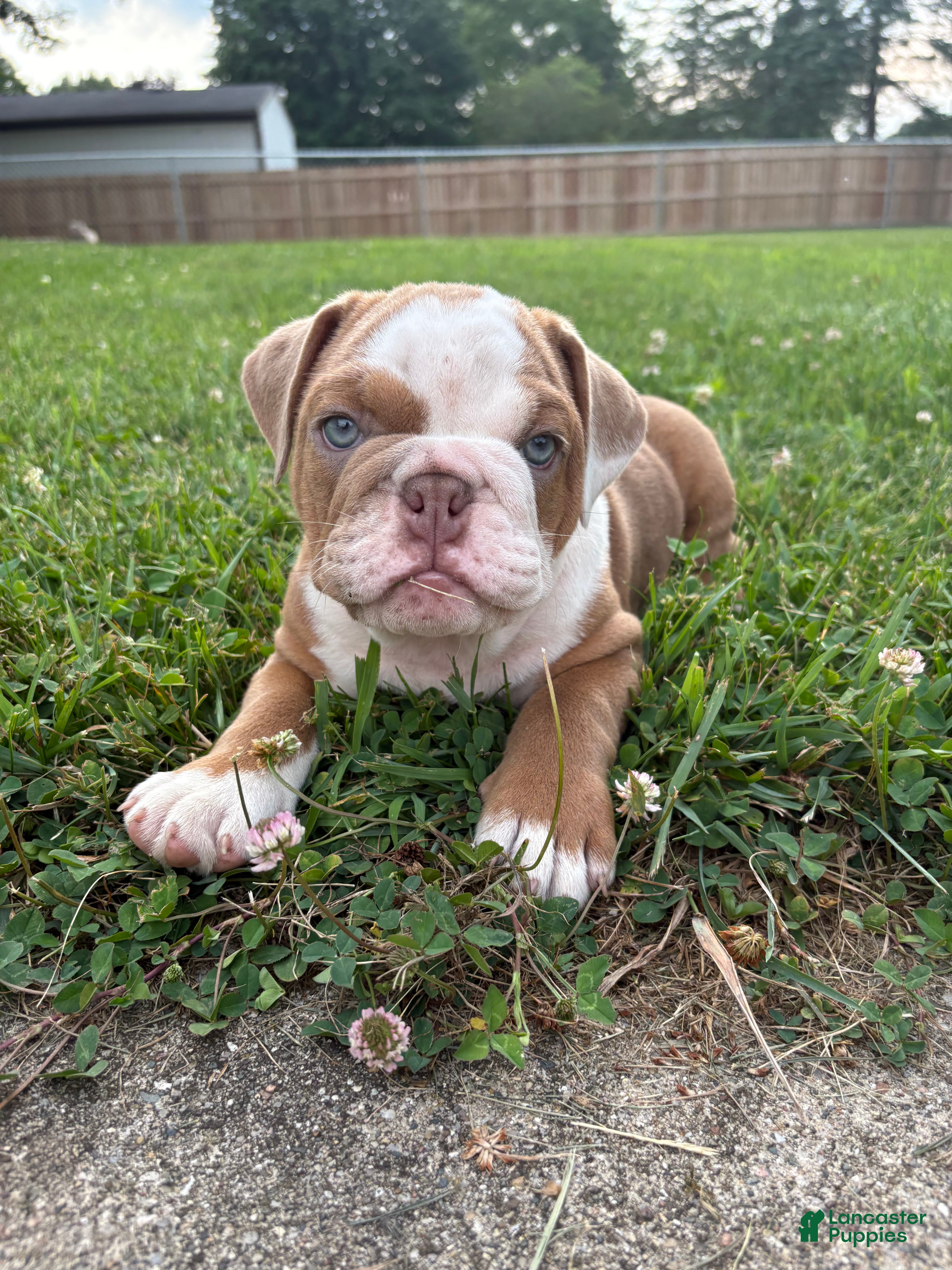 Mixed Breed dogs Lucy - Ad 1